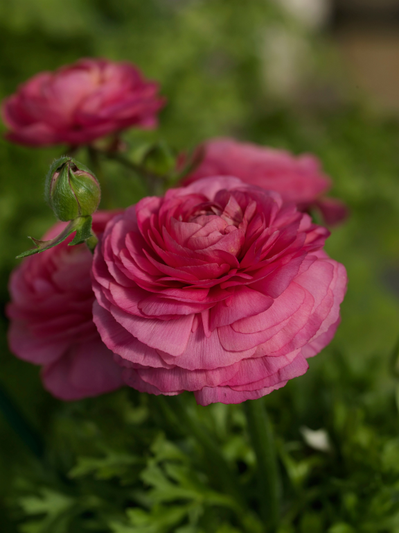 Ranunculus asiaticus, 'Bloomingdale Rose', F1 Hybrid