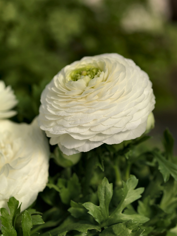 Ranunculus asiaticus, 'Bloomingdale White', F1 Hybrid