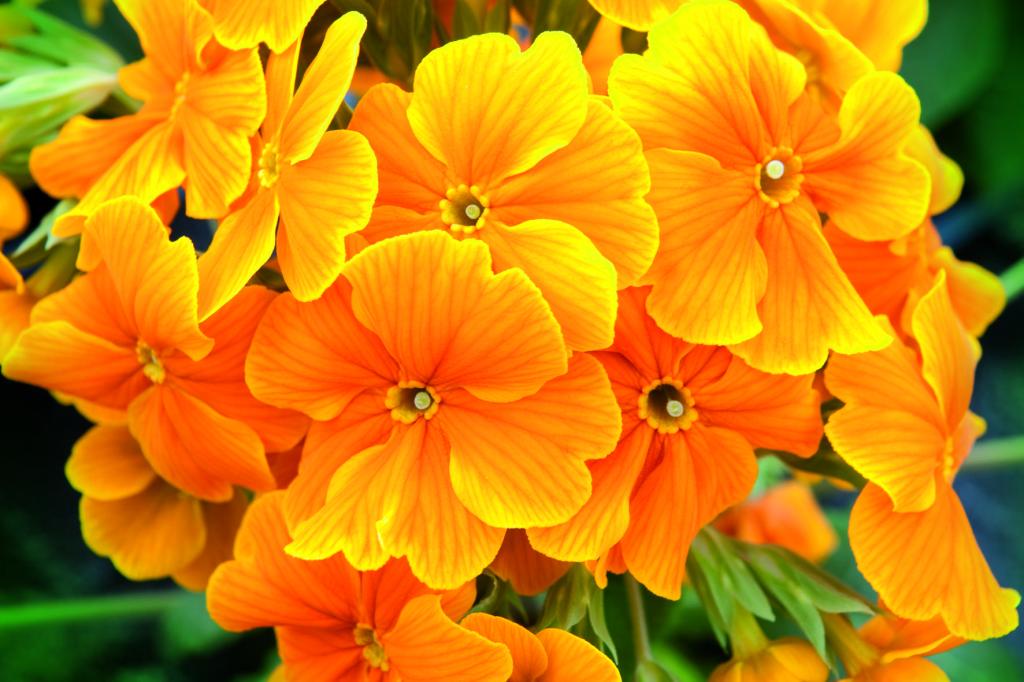 Primula elatior, 'Crescendo Orange'