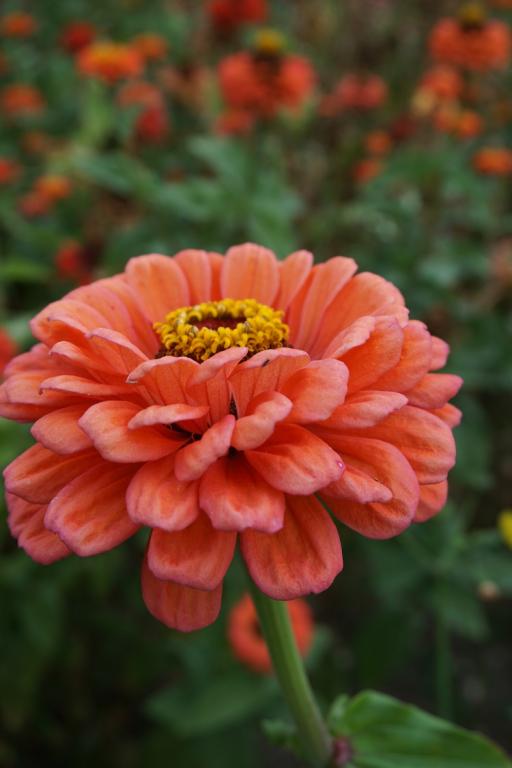 Zinnia elegans, 'Benary's Giant Salmon Rose'