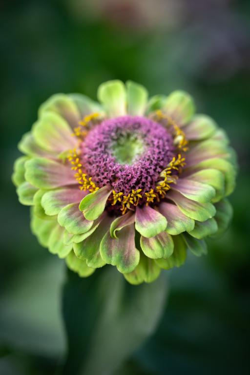 Zinnia elegans, 'Queen Lime with Blotch'