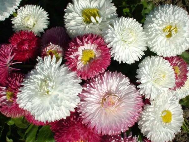 Bellis perennis, 'Monstrosa', Double Flowered Mixed