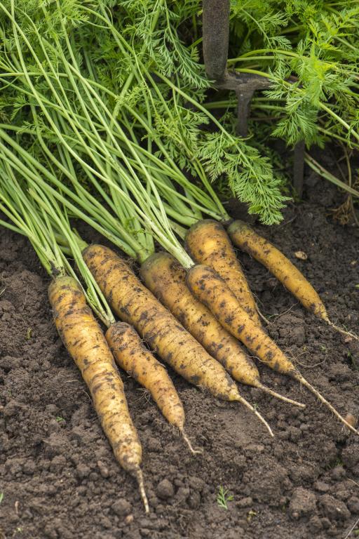 Carrot, 'Jaune du Doubs'