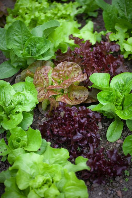 Lettuce, Mixed Chiltern Seeds Hardy Winter Lettuce Mix