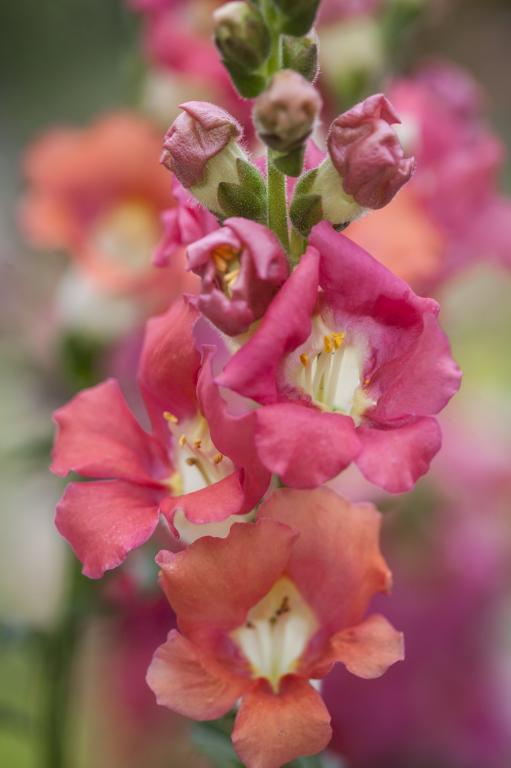 Antirrhinum majus, 'Chantilly Bronze', F1 Hybrid