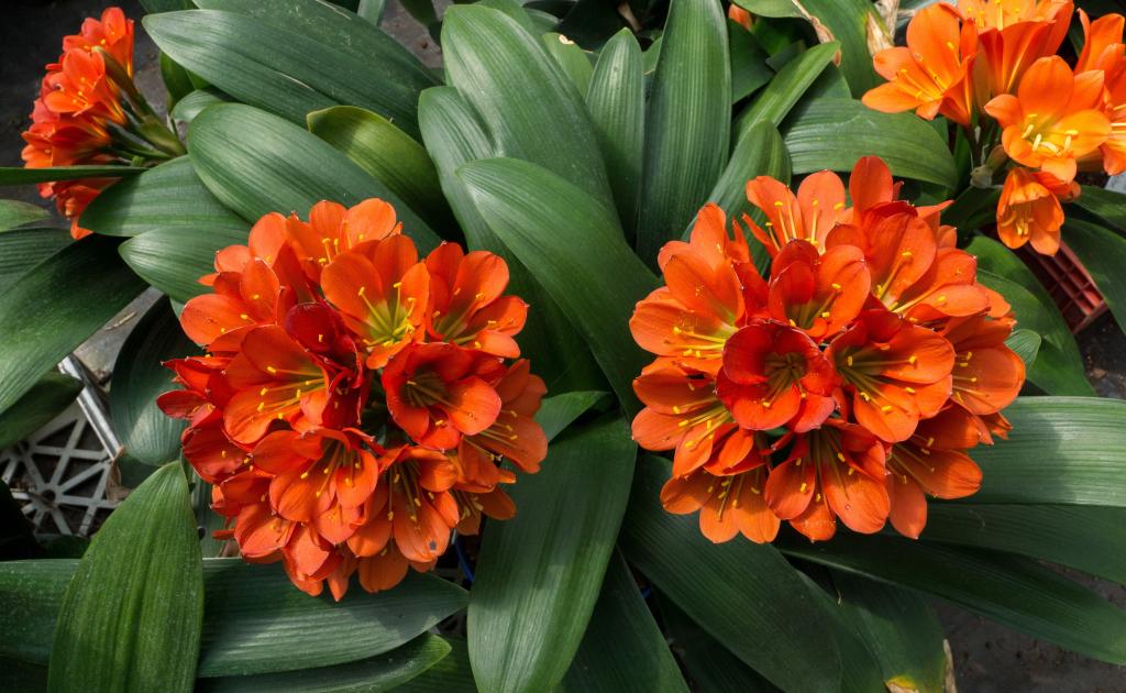 Clivia miniata, 'Specially Selected', 'Gunston Bronze'