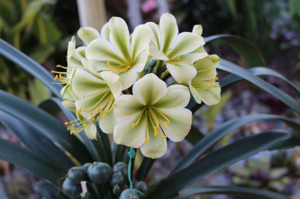 Clivia miniata, 'Specially Selected', 'Hirao Green'