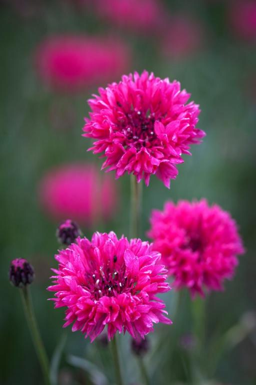 Centaurea cyanus, 'Red Ball'