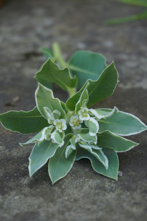 Euphorbia marginata, 'Snow Top'