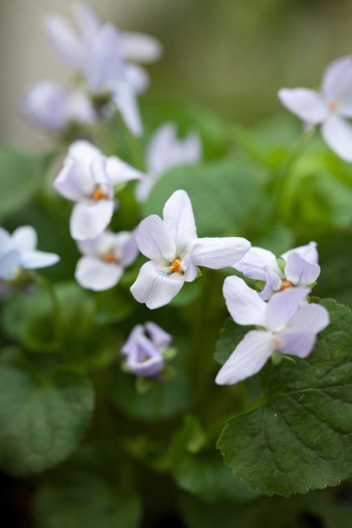 Viola odorata, 'Reine de Neiges'