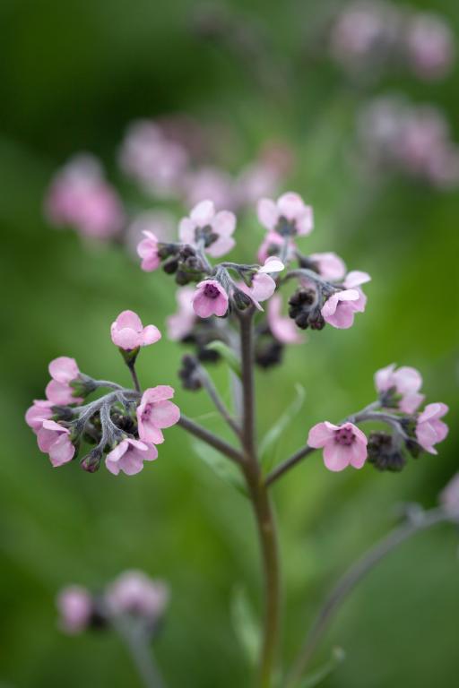 Cynoglossum amabile, 'Mystic Pink'