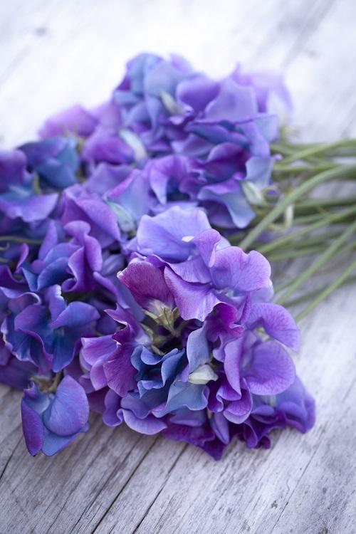 Lathyrus odoratus, 'Blue Shift'