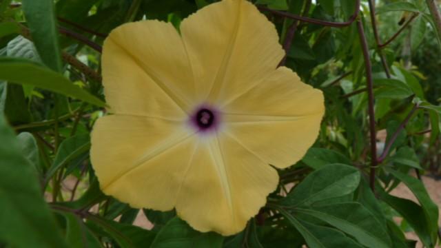 Ipomoea tuberculata