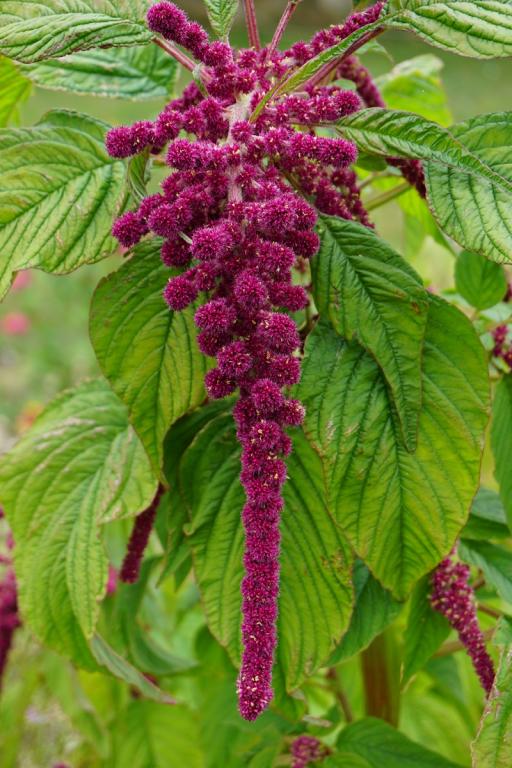 Amaranthus caudatus, 'Dreadlocks'