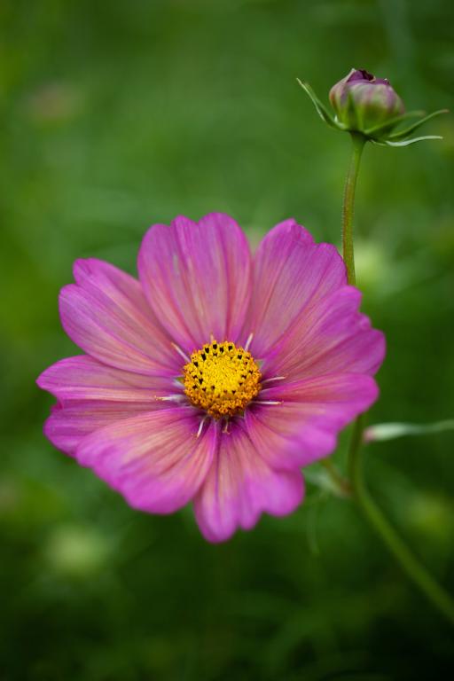 Cosmos bipinnatus, 'Xsenia'