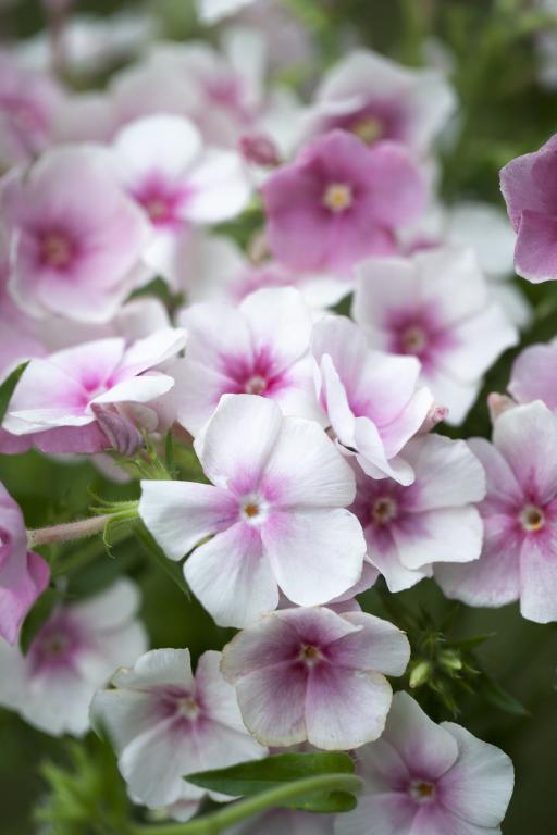 Phlox drummondii grandiflora, 'Blushing Bride'