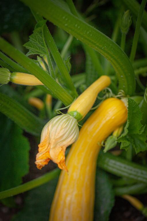 Courgette, 'Zephyr', F1 Hybrid