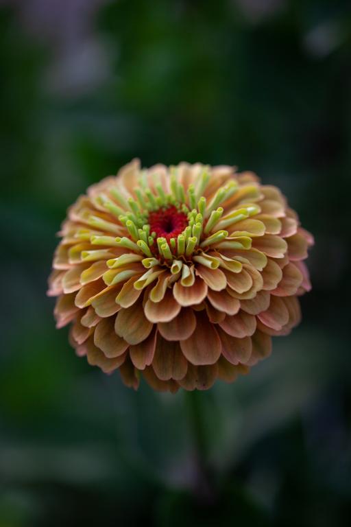 Zinnia elegans, 'Queen Lime Orange'