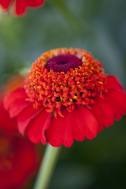Zinnia elegans, 'Zinderella' Red