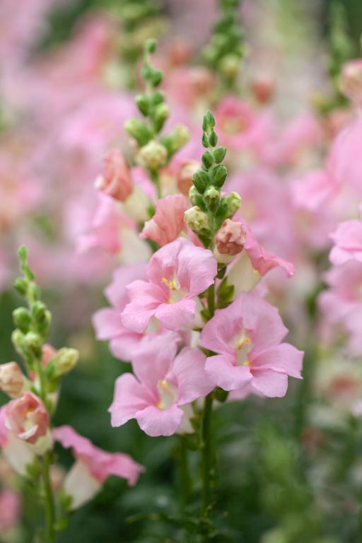 Antirrhinum majus, 'Chantilly Light Pink', F1 Hybrid