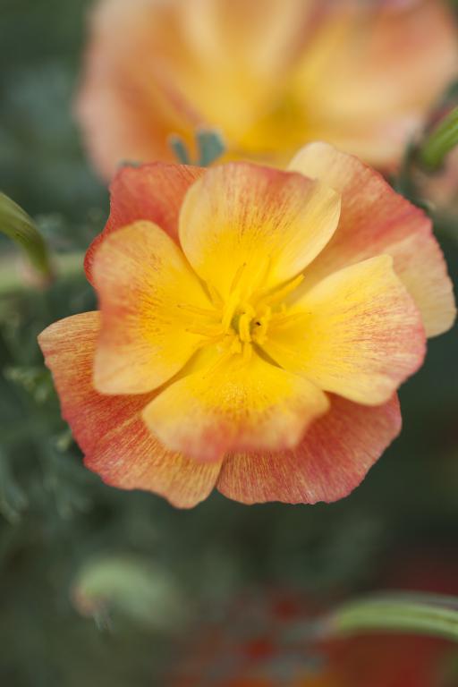 Eschscholzia californica, 'Thai Silk Strawberry Fields'