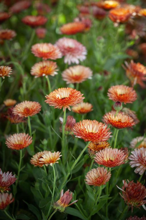 Calendula officinalis, 'Orange Flash'
