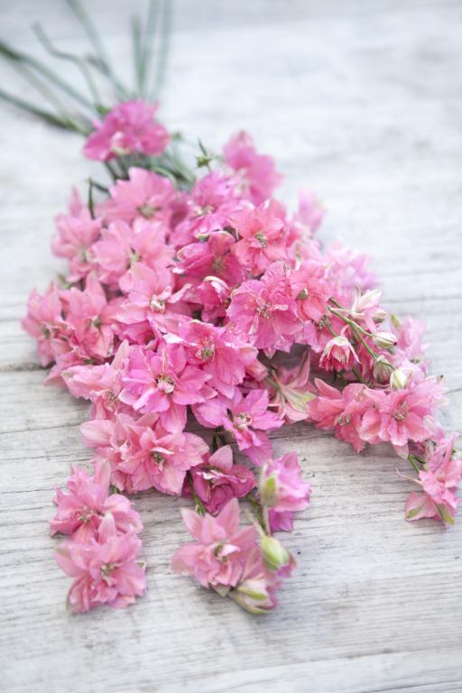 Delphinium consolida, 'Salmon Beauty'
