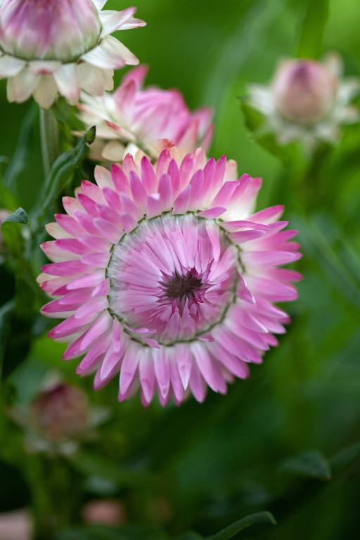 Helichrysum bracteatum, Silvery Rose