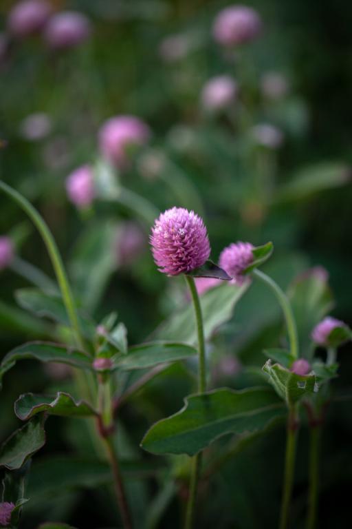 Gomphrena globosa, Rose