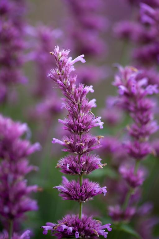 Agastache hybrida, 'Arcado Pink'