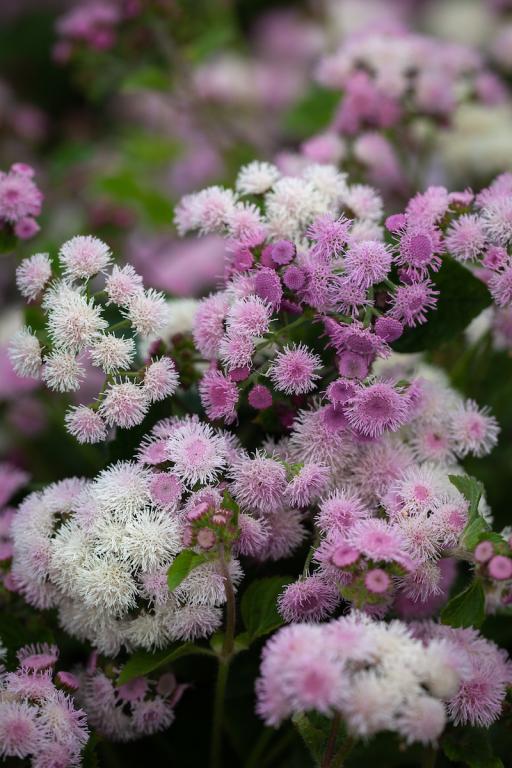 Ageratum houstonianum, 'Dwarf Pink Ball'