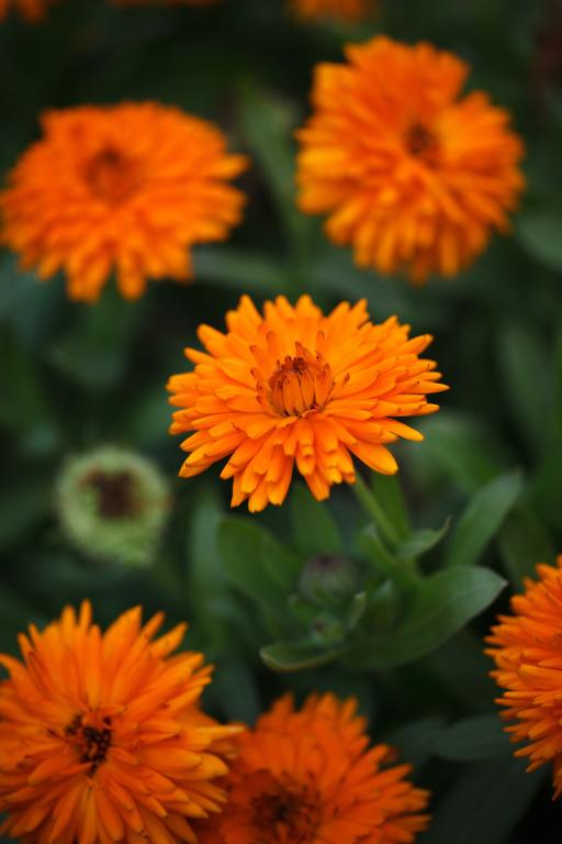 Calendula officinalis, 'Calexis Orange'