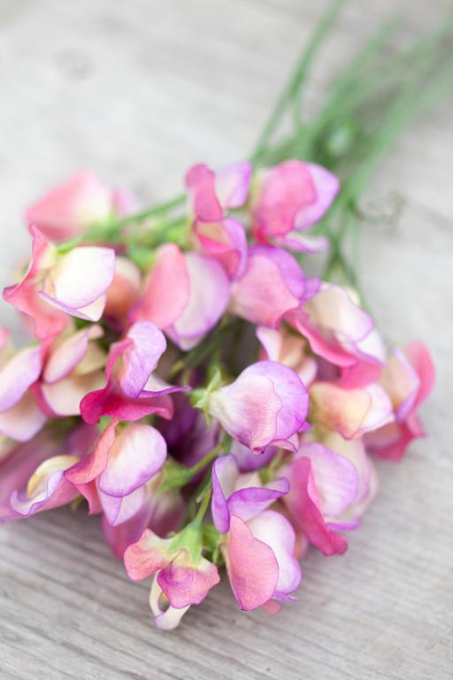 Lathyrus odoratus, 'Spanish Dancer'