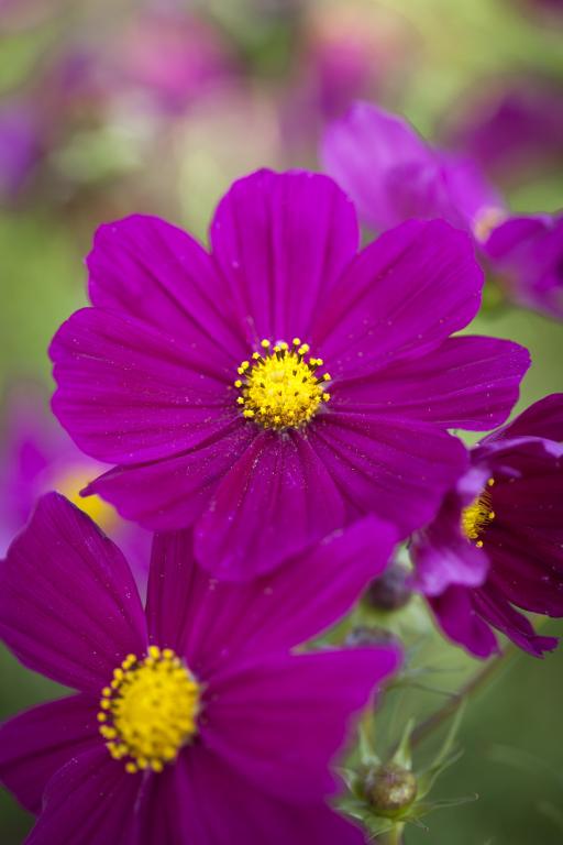Cosmos bipinnatus, 'Gazebo Red'