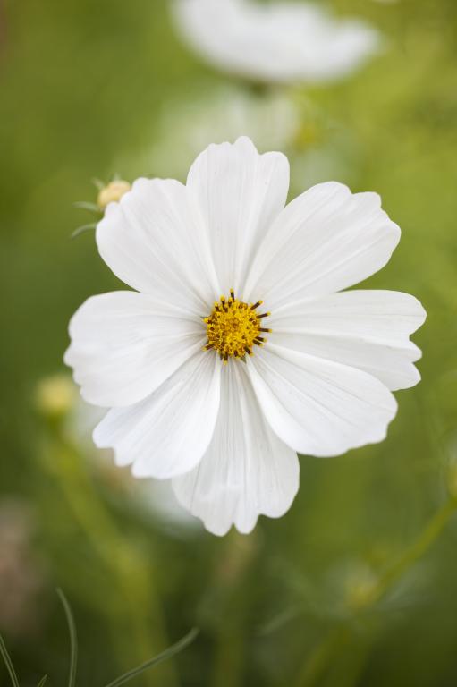 Cosmos bipinnatus, 'Gazebo White'