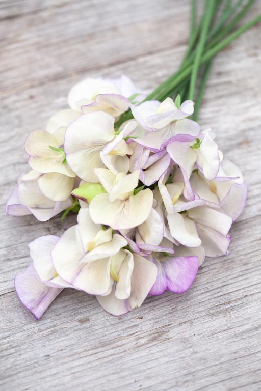 Lathyrus odoratus, 'Greenfingers'
