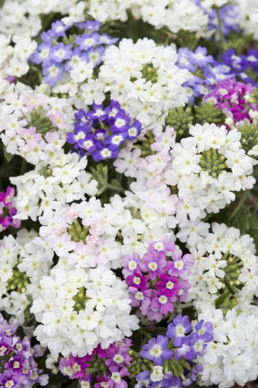 Verbena x hybrida, 'Scentsation Mix'