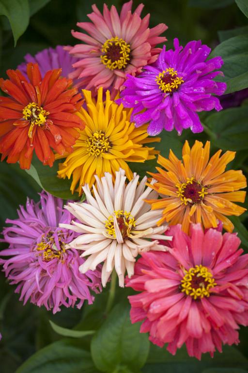 Zinnia elegans, 'Burpeeana' Chrysanthemum Flowered Mixed