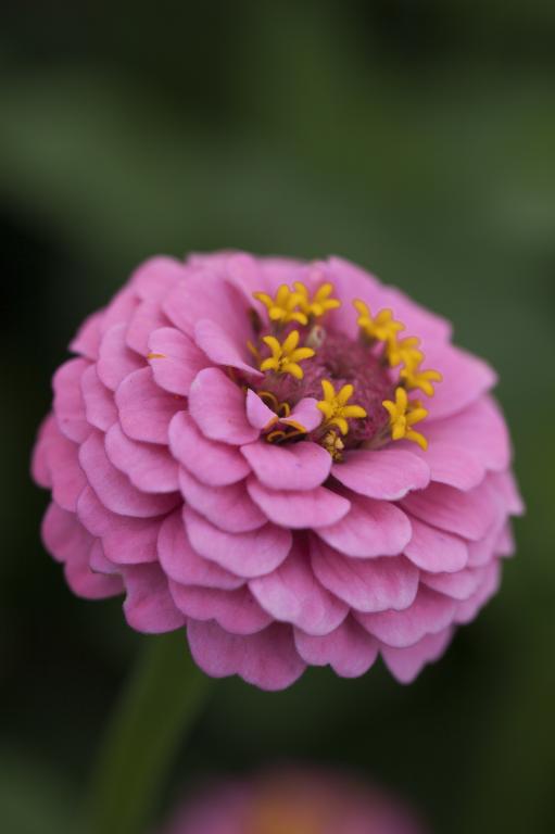 Zinnia elegans, 'Lillliput Rose'