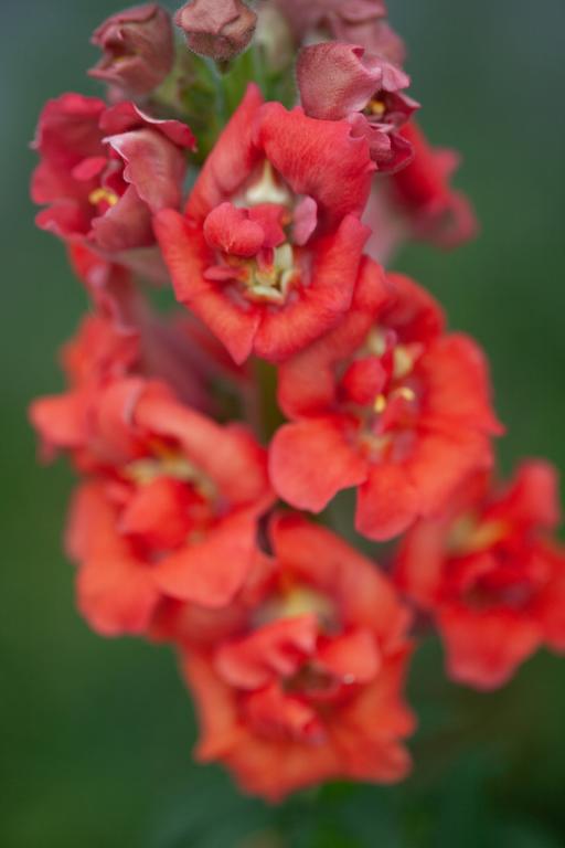 Antirrhinum majus, 'Madame Butterfly Bronze', F1 Hybrid