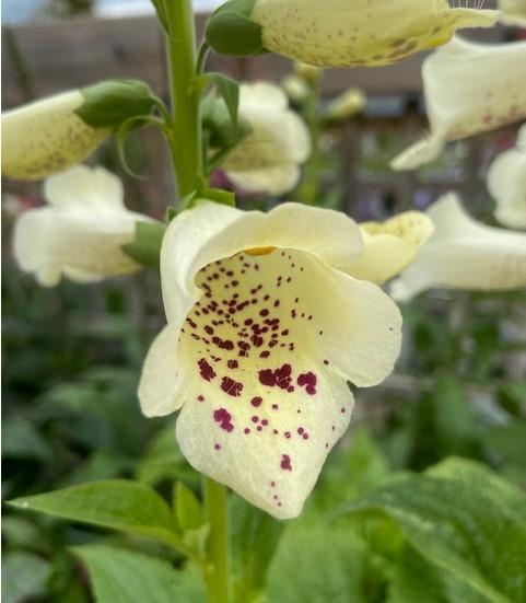 Digitalis purpurea, 'Camelot Cream'