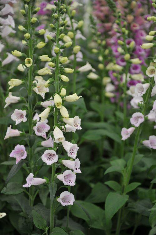 Digitalis purpurea, 'Camelot Lavender'