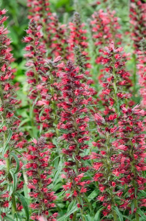 Echium amoenum