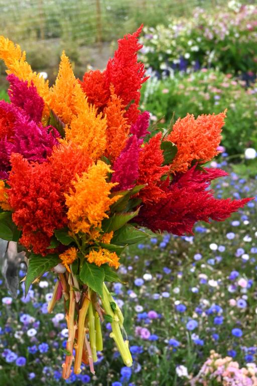 Celosia plumosa, 'Pampas Plume Mixture'