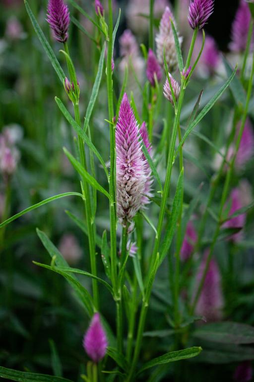 Celosia spicata, 'Flamingo Feathers'