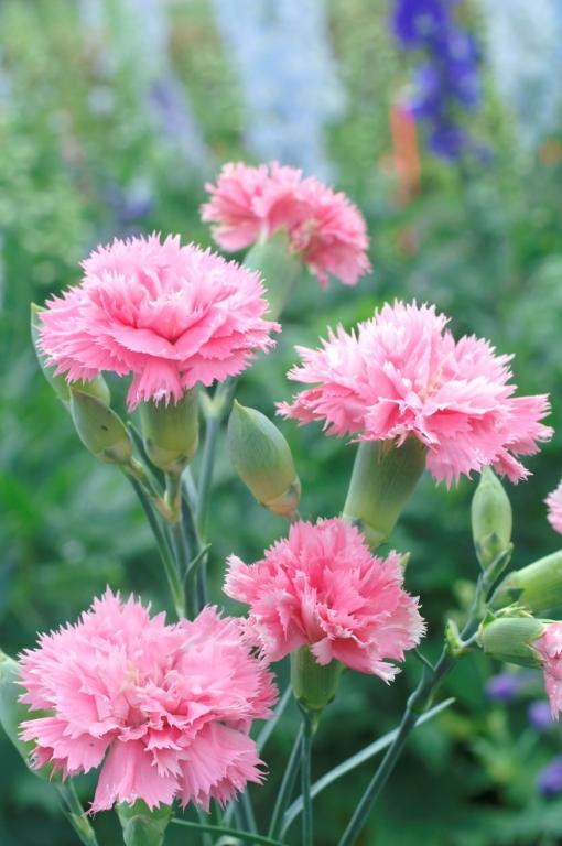 Dianthus caryophyllus, 'Chabaud', 'Aurora'