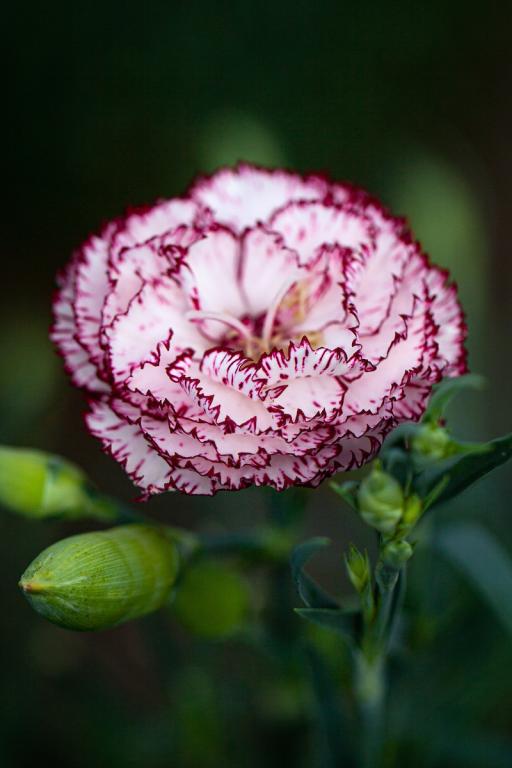 Dianthus caryophyllus, 'Chabaud', 'Benigna'