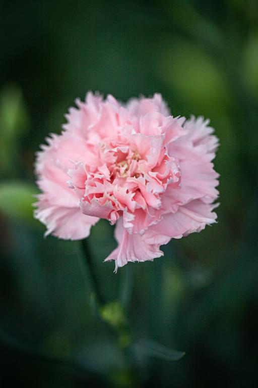 Dianthus caryophyllus, 'Chabaud', 'La France'