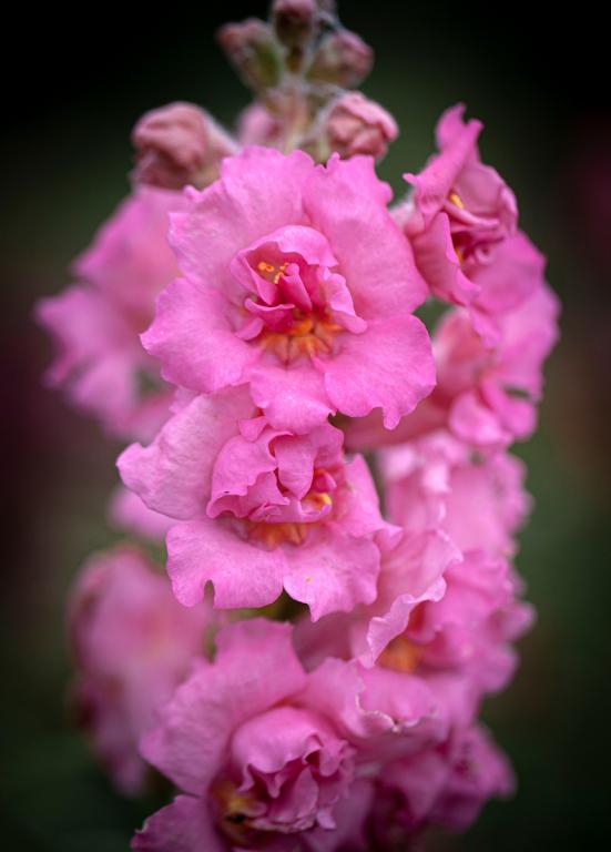 Antirrhinum majus, 'Madame Butterfly Pink', F1 Hybrid