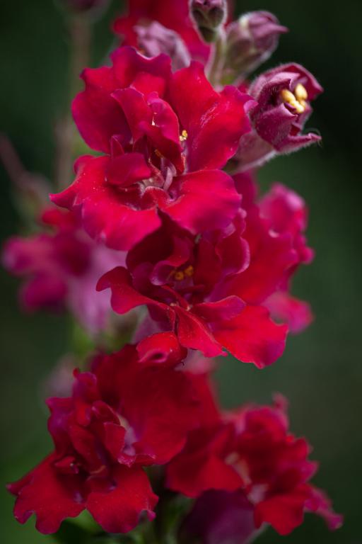 Antirrhinum majus, 'Madame Butterfly Dark Red', F1 Hybrid